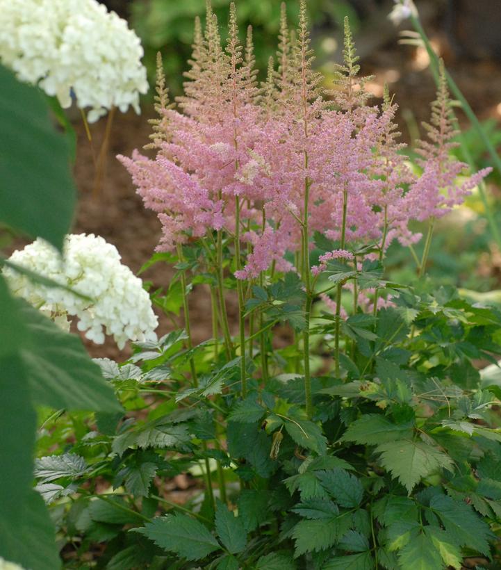 ASTILBE CHINENSIS `VISIONS IN PINK`